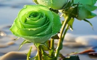 綠玫瑰的花語(yǔ)，寓意愛(ài)情憧憬、愛(ài)情長(zhǎng)存、純真簡(jiǎn)樸等