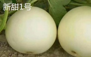 厚皮甜瓜品種，這幾個(gè)品種的瓜肉厚度達(dá)到4厘米