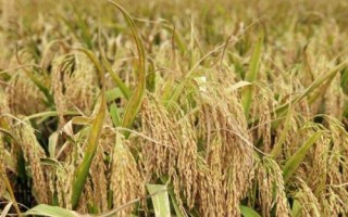 旱兩優(yōu)8號(hào)水稻品種的特性，全生育期晚稻平均117.1天