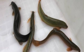 釣?zāi)圉q怎么快速上鉤，使用鮮活的蟲(chóng)餌具有良好效果