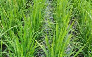 霽稻二號水稻種簡介，在適應(yīng)區(qū)播種期4月10日