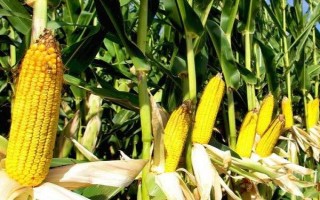 BA2650玉米品種的特性，密度4000株/畝左右