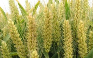 西農(nóng)719小麥品種的特性，與對照品種周麥18熟期相當(dāng)