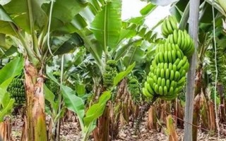 種香蕉施什么肥,按不同的生長(zhǎng)時(shí)節(jié)來(lái)決定