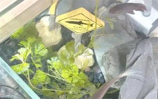 斗魚燒尾的原因，可能是水質(zhì)太差或細菌感染所致