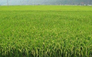 泰粳5241水稻品種簡介，全生育期156.4天