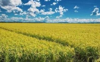 華兩優(yōu)2885水稻品種簡介，鄂北4月中下旬播種