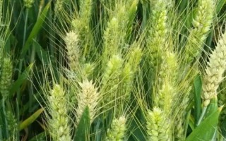 西農(nóng)538小麥品種的特性，該品種耐肥水性強(qiáng)