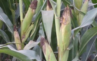 WT2788玉米種子特征特性，中抗大斑病
