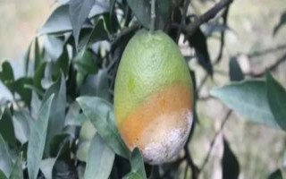柑橘褐腐病怎么防治，禁止從疫區(qū)引進苗木和接穗