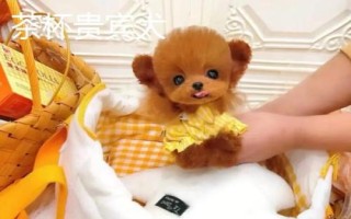 茶杯犬喂哪種食物，一歲左右主喂牛奶和雞蛋、超過一歲后主喂狗糧