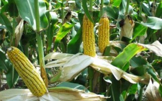 嘉玉368玉米品種的特性，適宜密度為每畝5000株左右