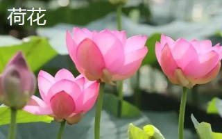 睡蓮和荷花的區(qū)別是什么，葉子、花朵和屬性均不同