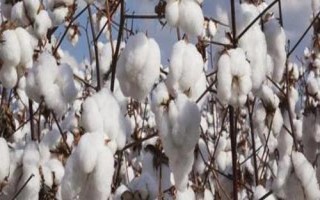 湘XH50棉花種子特征特性，轉(zhuǎn)抗蟲基因早熟常規(guī)棉品種