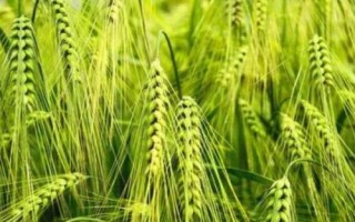 華成865小麥品種簡介，全生育期228天