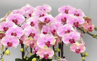 秋季適合種哪些花，可以種菊花、桂花、蝴蝶蘭等