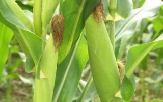 寧單21號(hào)玉米種子特征特性，4月25-5月10日播種