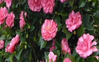 四季茶花好不好養(yǎng)，是比較好養(yǎng)活的花卉
