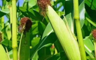 先農(nóng)3號玉米種子特點，該品種株型緊湊