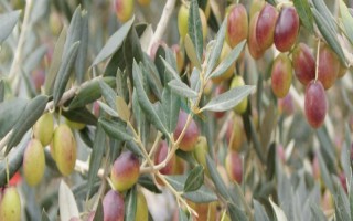油橄欖的生長習(xí)性，適合生長在日平均氣溫18-24℃的區(qū)域