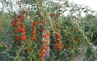 枸杞苗適合什么時候種植，每年春季的3-4月成活率最高