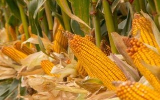 什么品種的玉米種子好，常見的有偉科702、華農(nóng)866等