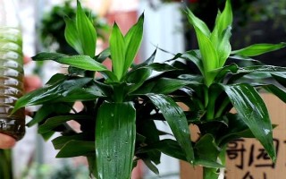 富貴竹屬于喜陰還是喜陽植物，適合生長在有散光的半陰處