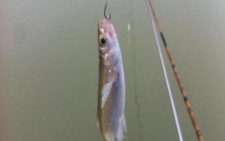 釣白條魚用什么餌料，可選擇自然餌或商品餌