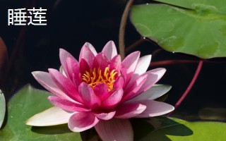 睡蓮和荷花的區(qū)別是什么，葉子、花朵和屬性均不同