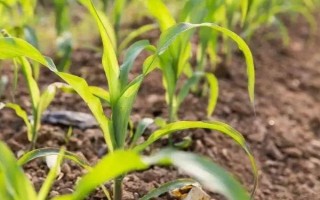 金華13號玉米種子特點(diǎn)，秋植全生育期74~80天