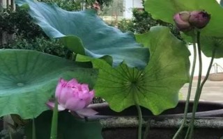 怎么在缸里養(yǎng)荷花，將它放到光照條件比較好的地方養(yǎng)護