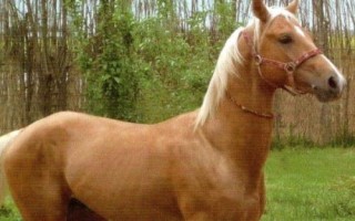 汗血寶馬介紹，其祖先是生長在戈壁地帶的野馬