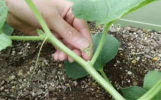 瓠瓜整枝打叉方法，主蔓長至5個新節(jié)時整枝打叉