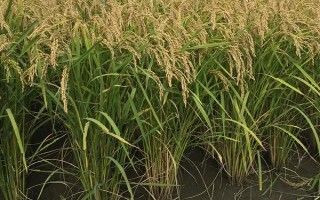 福興優(yōu)臻占水稻品種的特性，每畝插足基本苗6萬以上