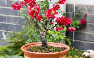 海棠花的種植技術(shù)，適宜生長(zhǎng)在溫暖的環(huán)境中