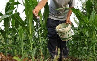 研鋒177玉米品種簡介，放赤眼蜂防治玉米螟蟲