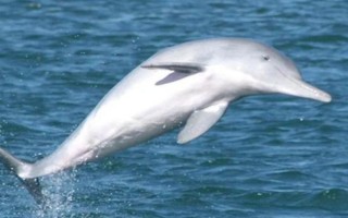 水生哺乳動物的種類，包括虎鯨、海豚、白鰭豚等品種