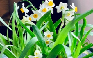 哪些花卉在正月開放，有梅花、水仙花、蟹爪蘭等品種