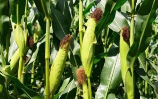 吉爆20玉米品種的特性，適宜播種期4月下旬至5月中旬