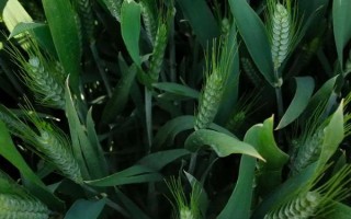 華齊麥5號小麥種子介紹，適播期畝基本苗15-20萬